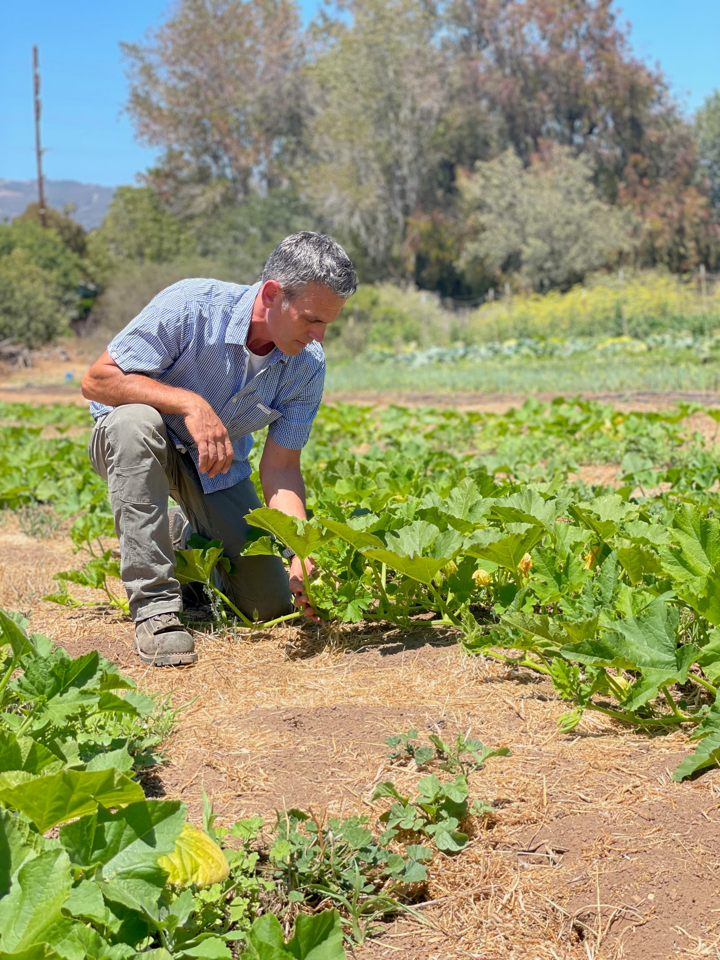 Chris examining crops in field